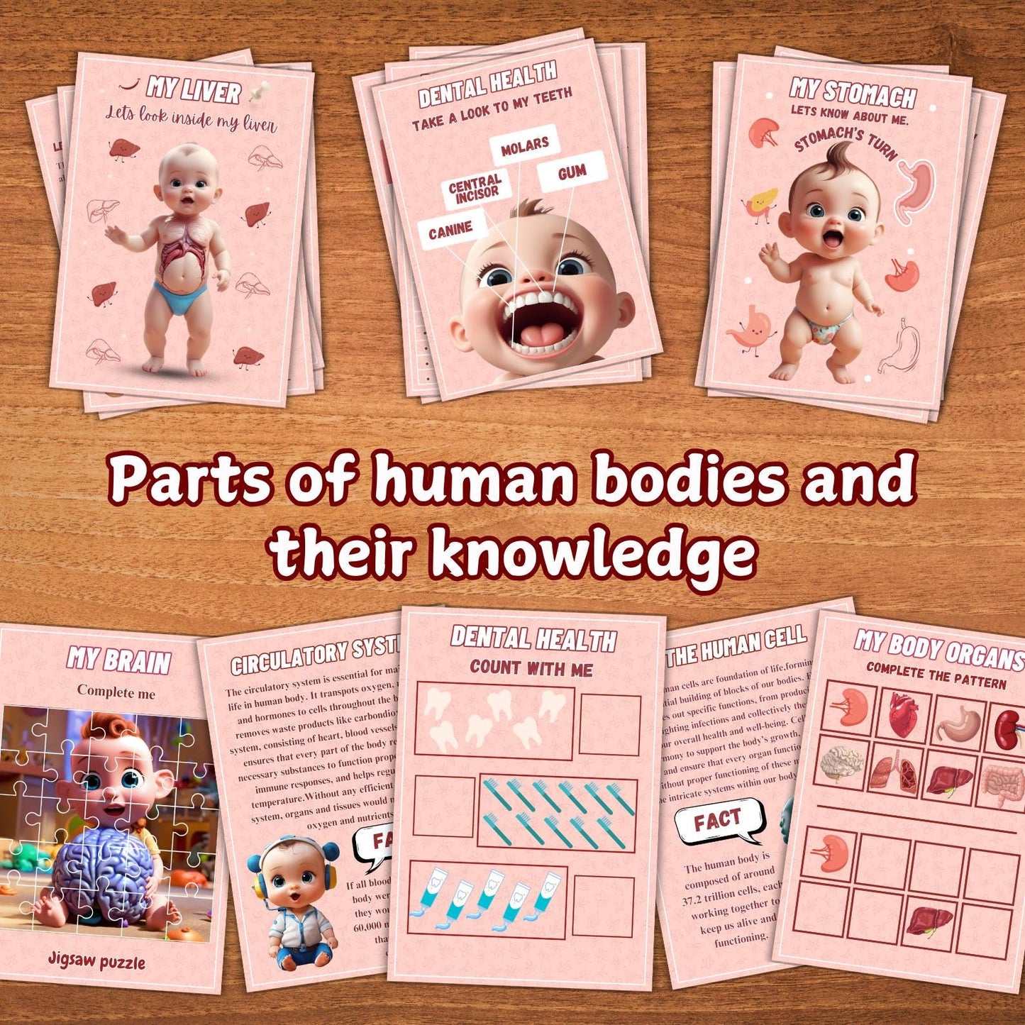 Human Anatomy Busy Book Printable | Preschool Worksheets & Toddler Activities | Homeschool Curriculum and Early Learning Anatomy Resources